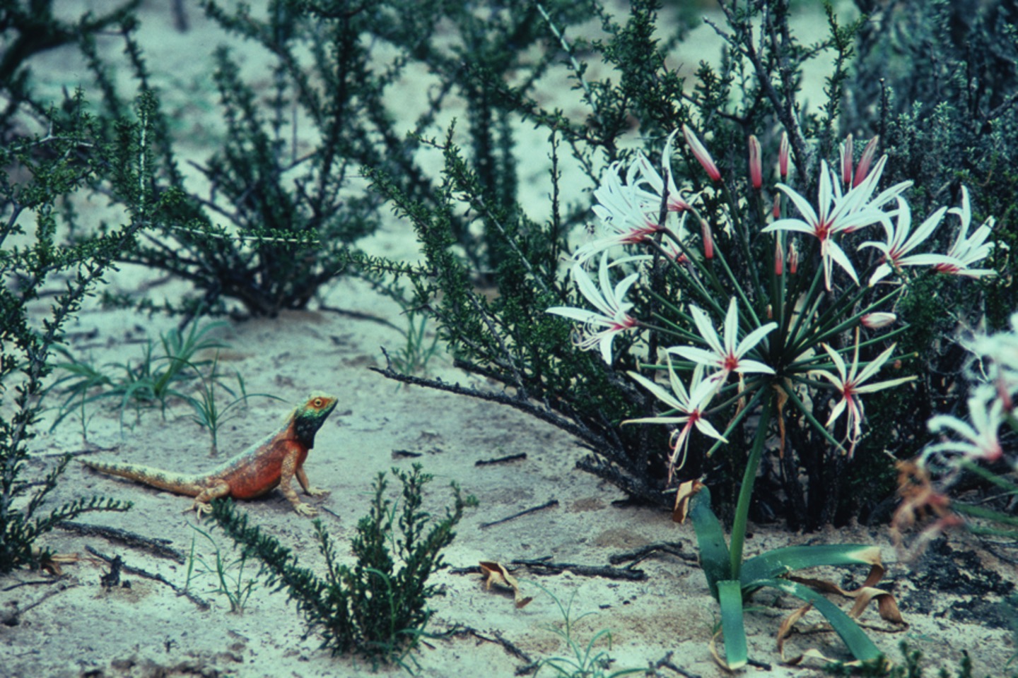 In the Kalahari, the agamid lizard (Agama aculeata) is widely believed to be venomous. Its enlarged canine teeth, which resemble small fangs, probably reinforce that belief.(photo by C. Cavalier)