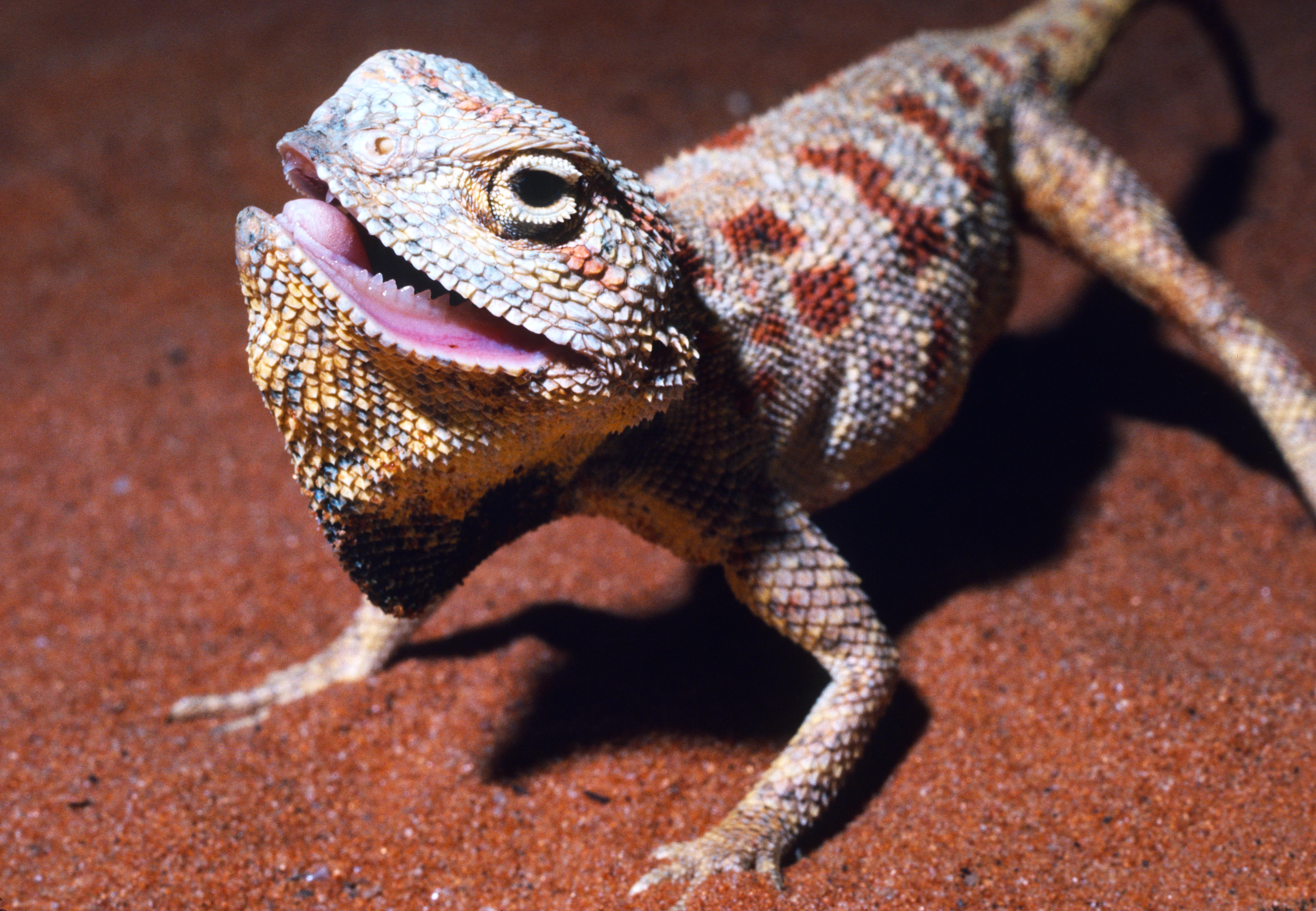 A cold Agama savignyi* in its defensive posture. This lizard would leap to bite if your finger got too close (photo R. B. Huey)*