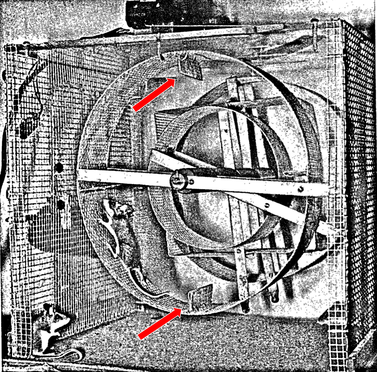 Diagram of a running wheel with hurdles (red arrows point towards two of the four hurdles). Modified from Fig. 1 in Kavanau (1966)